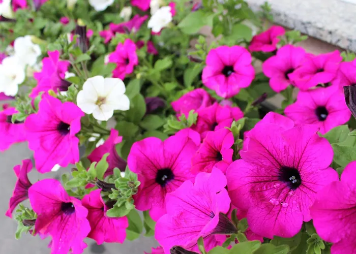 Gasthof Pension Jägerwirt Velden am Wörthersee